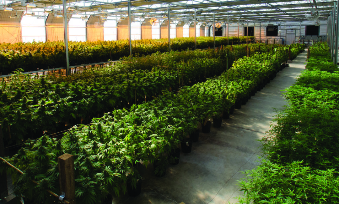 360 Virtual Tours for Cannabis-Related Businesses